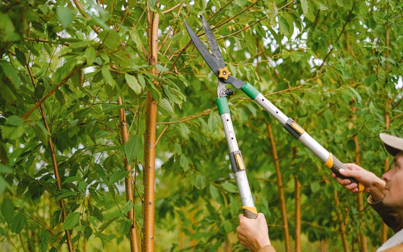 Tree trimming in Youngsville, PA